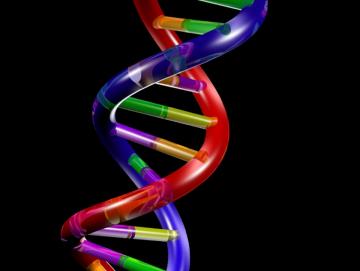 ДНК сквозь лупу. Что можно разглядеть вблизи