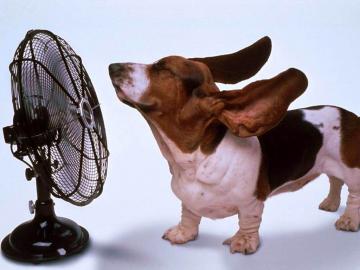 Как пережить летнюю жару? 5 простых советов