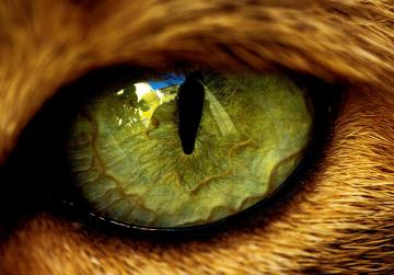 Ученые раскрыли тайну появления ночного зрения у хищников