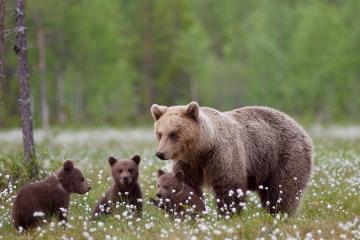Интересный факт. Почему медведей тянет к людям?