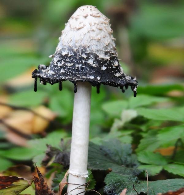 Чудеса природы. Сказочные фото грибов (ФОТО)