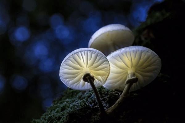Чудеса природы. Сказочные фото грибов (ФОТО)
