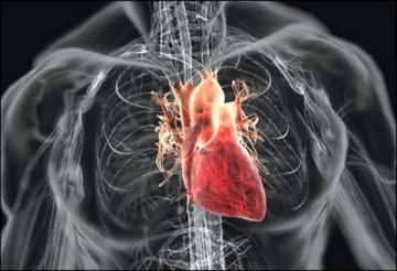 С помощью стволовых клеток можно лечить сердечно-сосудистые заболевания