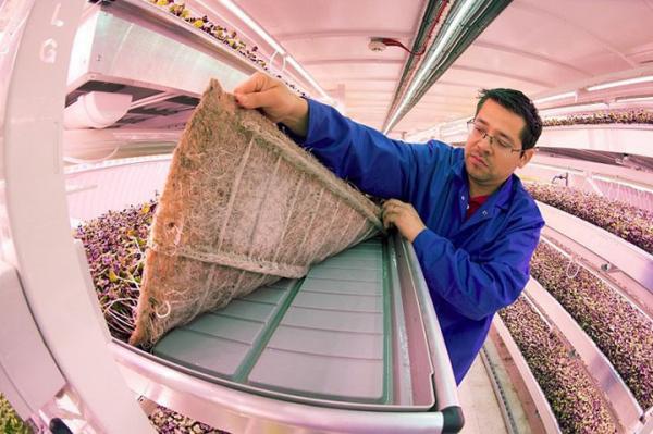 Британцы превратили старое бомбоубежище в эко-ферму (ФОТО)