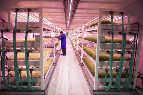 Британцы превратили старое бомбоубежище в эко-ферму (ФОТО)