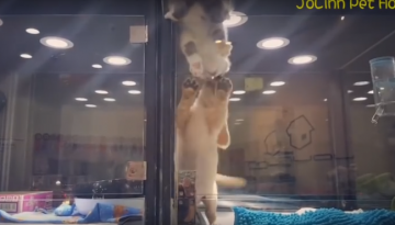 Дружба котенка и щенка растрогала пользователей сети (ВИДЕО)