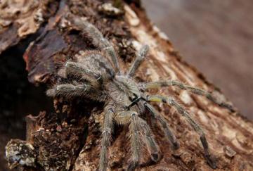 Ученые обнаружили новый вид тарантула