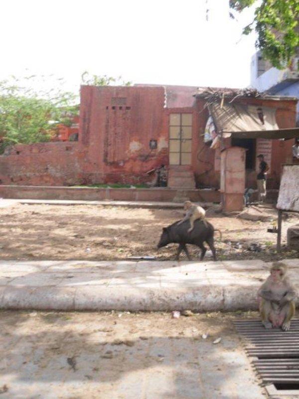 Такое возможно только в Индии (ФОТО) Такое возможно только в Индии (ФОТО)