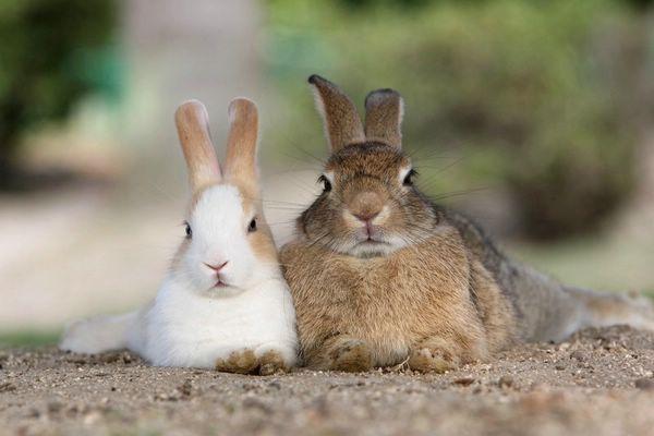 Самое “пушистое место" на Земле: остров кроликов в Японии (ФОТО)