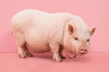 Свинская роскошь: необычные снимки забавных животных (ФОТО)
