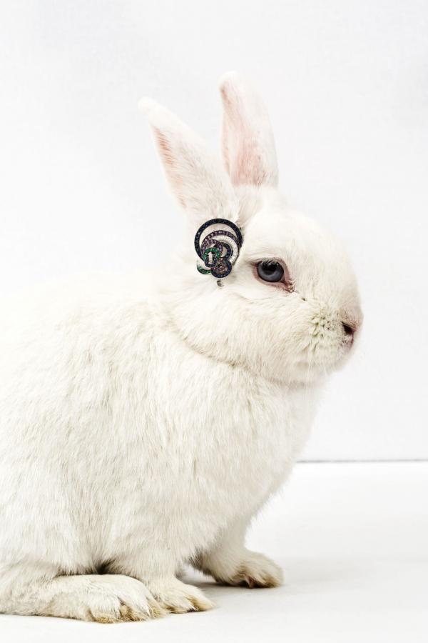 Свинская роскошь: необычные снимки забавных животных (ФОТО)