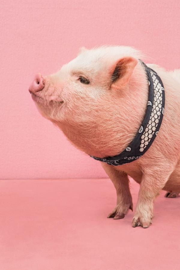 Свинская роскошь: необычные снимки забавных животных (ФОТО)