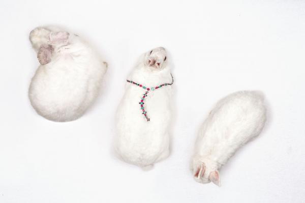 Свинская роскошь: необычные снимки забавных животных (ФОТО)