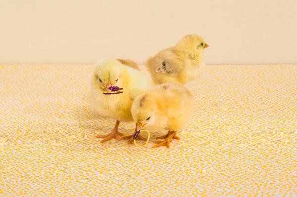 Свинская роскошь: необычные снимки забавных животных (ФОТО)