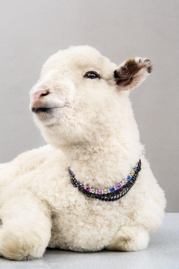 Свинская роскошь: необычные снимки забавных животных (ФОТО)