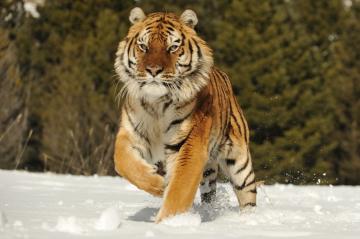 Численность амурских тигров увеличилась за последние 10 лет, - ученые