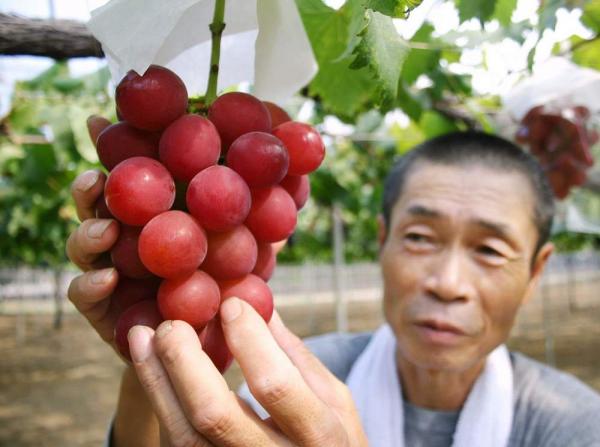 В Японии гроздь винограда продали на аукционе за 11 тысяч долларов (ФОТО)