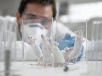 В США вывели мышей, которые по запаху находят взрывчатку