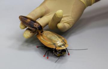 Ученые рассказали о "навигации" тараканов