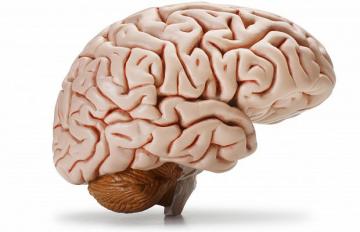 Согласные и гласные звуки контролируются разными отделами мозга