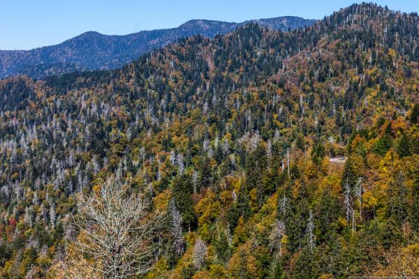 Blue Ridge Parkway: самая красивая дорога Америки (ФОТО)