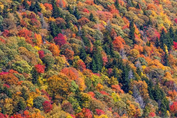 Blue Ridge Parkway: самая красивая дорога Америки (ФОТО)