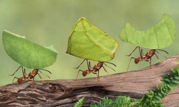 Ученые нашли объяснение быстрым сборам муравьев