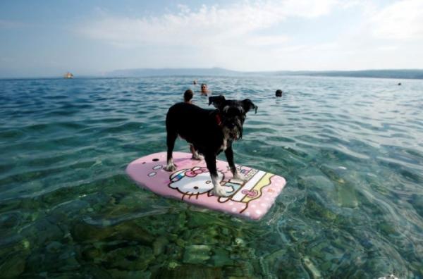 Собака – друг человека. В Хорватии открыли бар для четырехлапых питомцев (ФОТО)