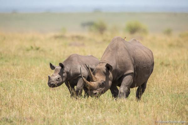 В мире животных. Африканские исполины (ФОТО)