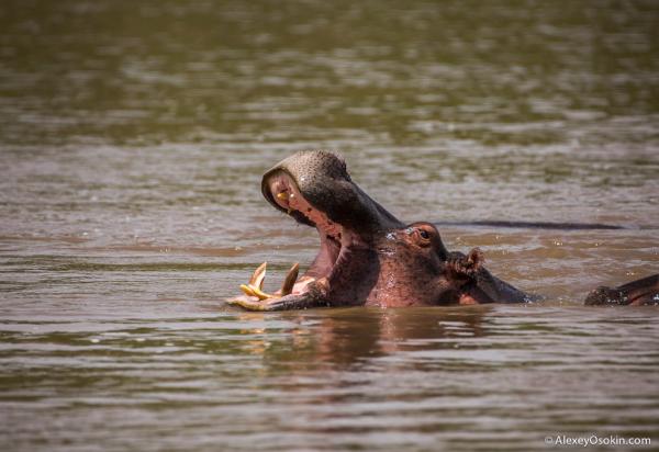 В мире животных. Африканские исполины (ФОТО)