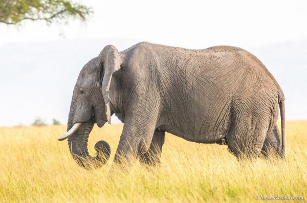 В мире животных. Африканские исполины (ФОТО)