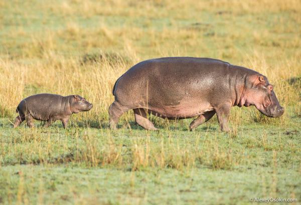 В мире животных. Африканские исполины (ФОТО)