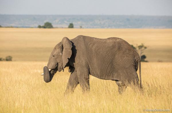 В мире животных. Африканские исполины (ФОТО)