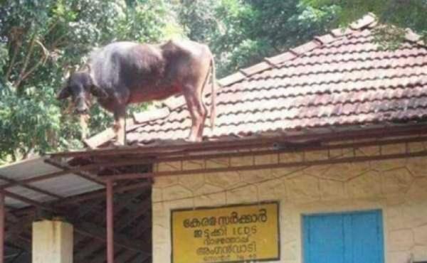 Такое возможно только в Индии (ФОТО)