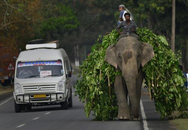 Такое возможно только в Индии (ФОТО)