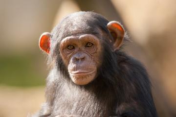 Ученые: обезьяны могут исчезнуть с лица Земли