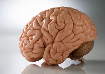 Новейшие исследования головного мозга поразили всех
