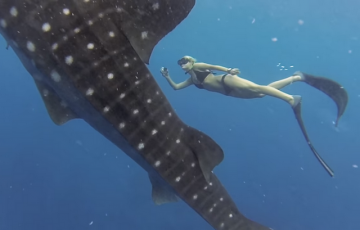 Завораживающий танец гигантской китовой акулы и хрупкой девушки (ВИДЕО)