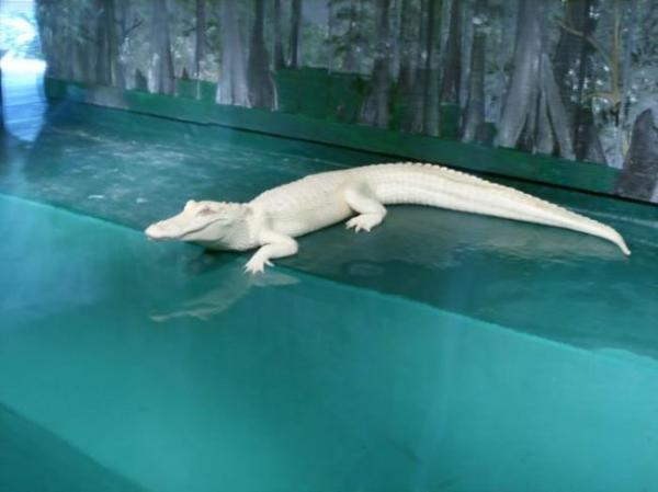 Магнит для туристов: в парке живой природы в США обитает уникальный аллигатор (ФОТО)