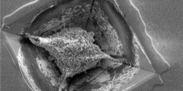 Ученые создали чип, позволяющий вырастить на его поверхности искусственный "мозг"