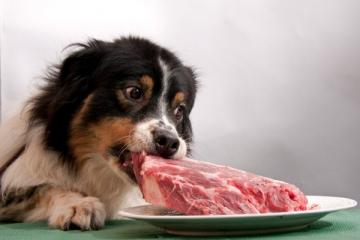 Учёные составили список смертельно опасных продуктов для собак