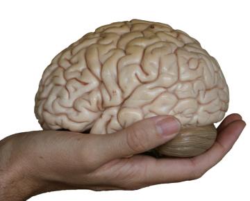Ученые вырастили точную копию человеческого мозга