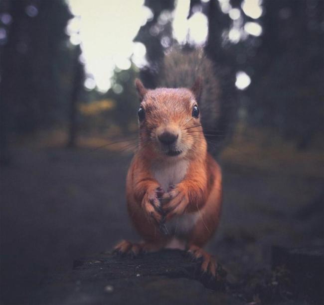Шикарные снимки лесных животных (ФОТО)