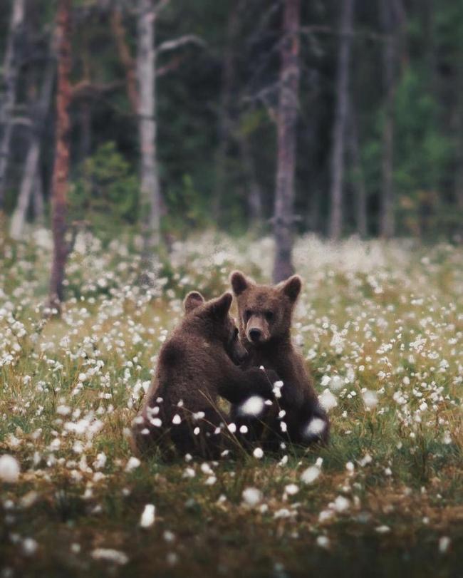 Шикарные снимки лесных животных (ФОТО)