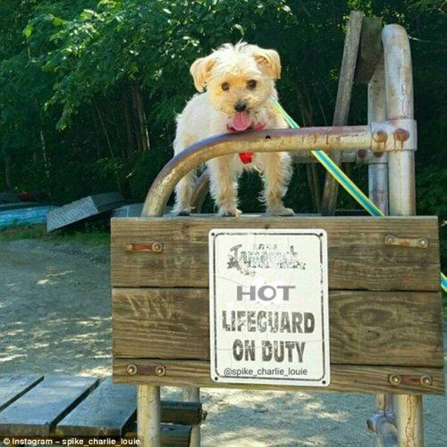 Собаки, которые знают толк в летнем отдыхе (ФОТО)