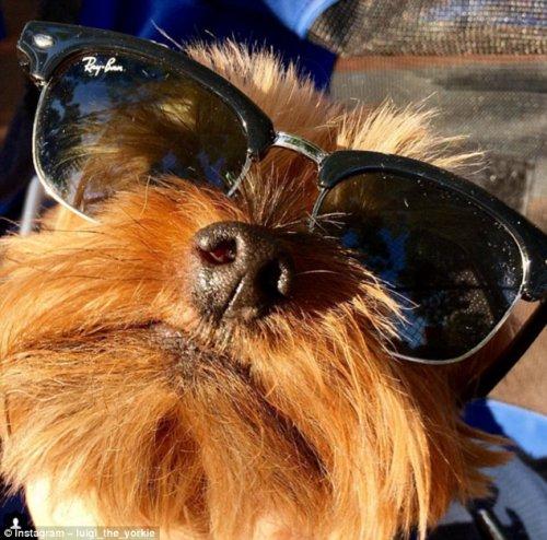 Собаки, которые знают толк в летнем отдыхе (ФОТО)