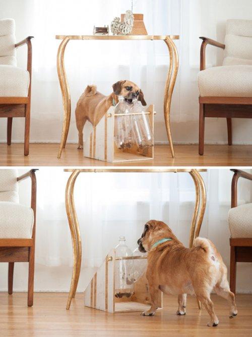 Креативные владельцы собак, которые делают для своих питомцев необычные вещи (ФОТО)