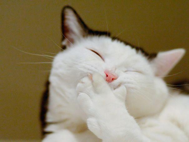 Самые счастливые коты, которые мило улыбаются (ФОТО)