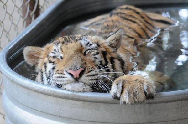 Чудесное преображение: добрый житель Техаса спас молодую тигрицу (ФОТО)