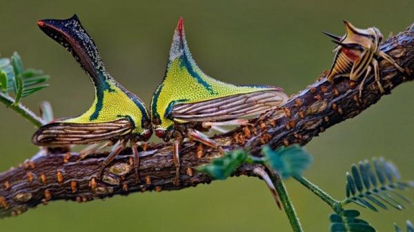 Захватывающая макрофотография насекомых (ФОТО)